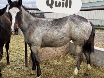 2025 Bay Roan APHA Filly "Quill"