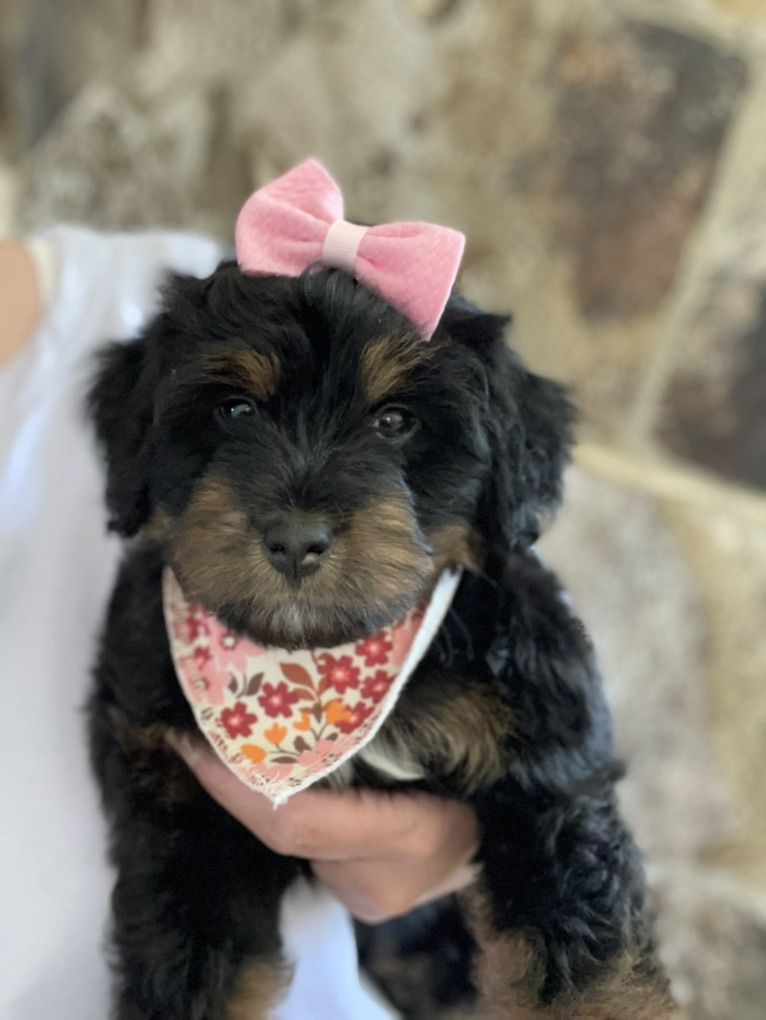 SUPER REDUCED PRICE   Micro Bernedoodle Girl