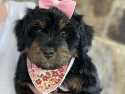 SUPER REDUCED PRICE Micro Bernedoodle Girl