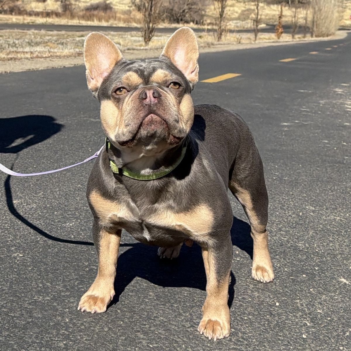 Female French bulldog