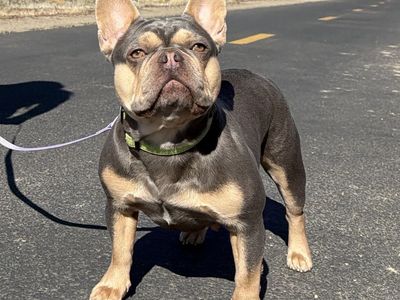 Female French bulldog