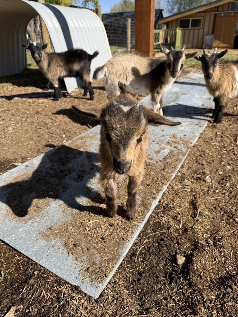 Nigerian Dwarf Goat Doeling