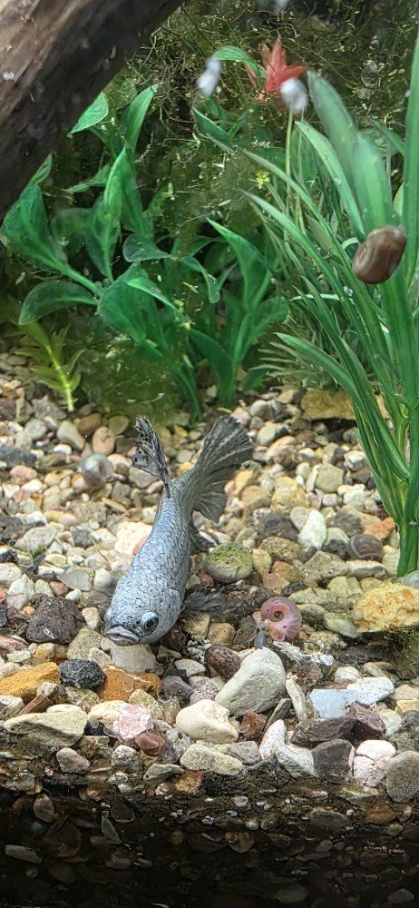 Silver Metallic Male Betta