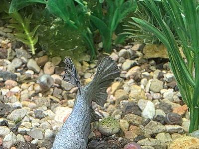 Silver Metallic Male Betta