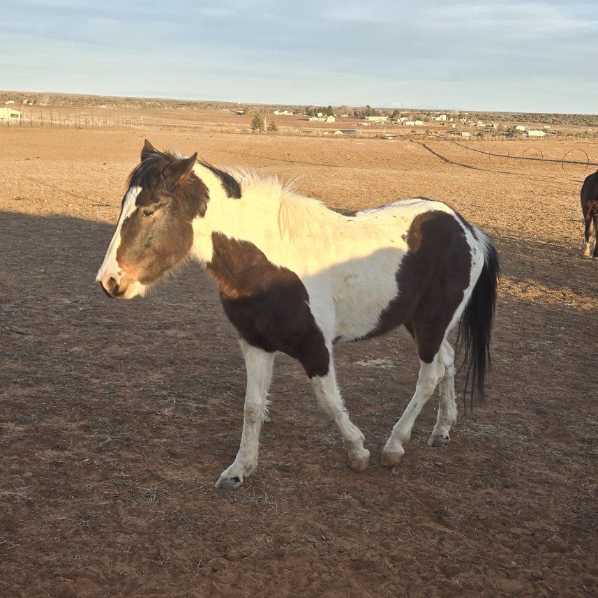 3 year old paint gelding