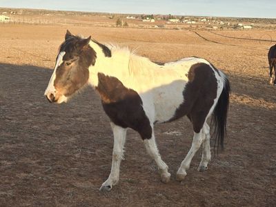 3 year old paint gelding