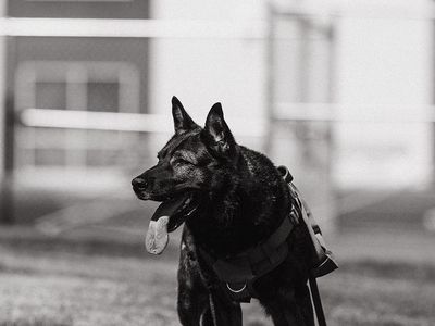 Horse stable family stable personal protection dog