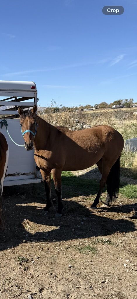 Beautiful 7 Year Old Dun Broodmare