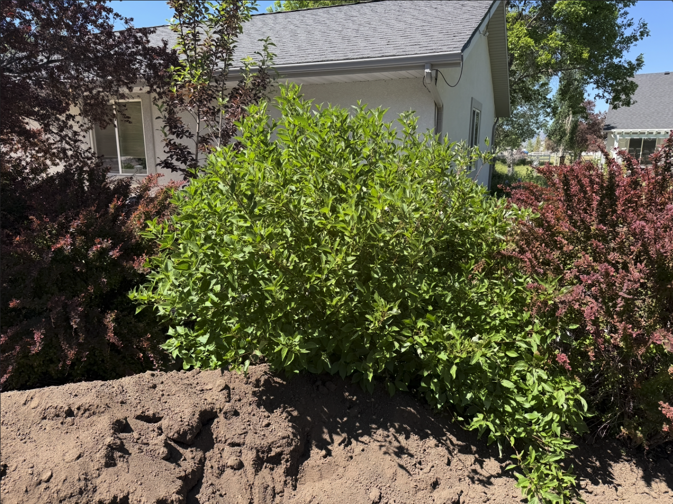 Dogwood Bush/Plant - Mature, healthy, large