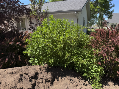 Dogwood Bush/Plant - Mature, healthy, large