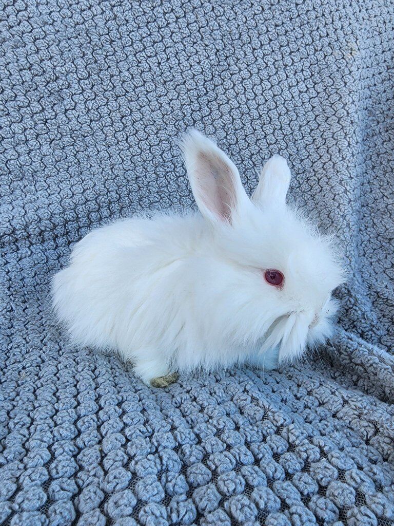 Purebred Red Eyed White English Angora Buck
