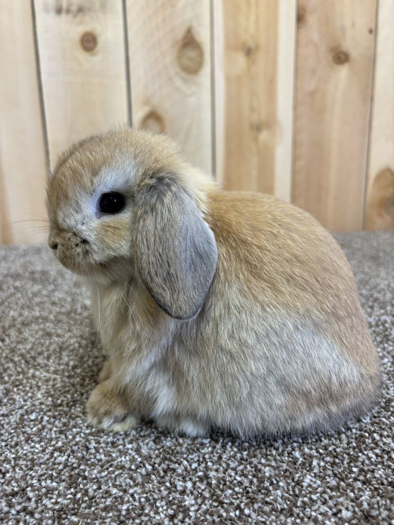 Pedigreed Holland Lop Buck