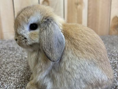 Pedigreed Holland Lop Buck