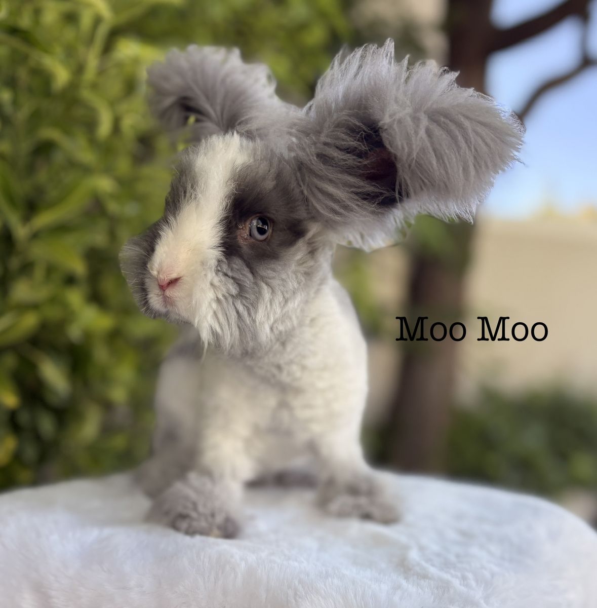 Pedigreed English Angora baby bunny rabbit buck