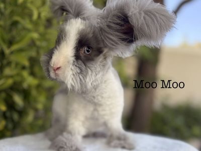 Pedigreed English Angora baby bunny rabbit buck