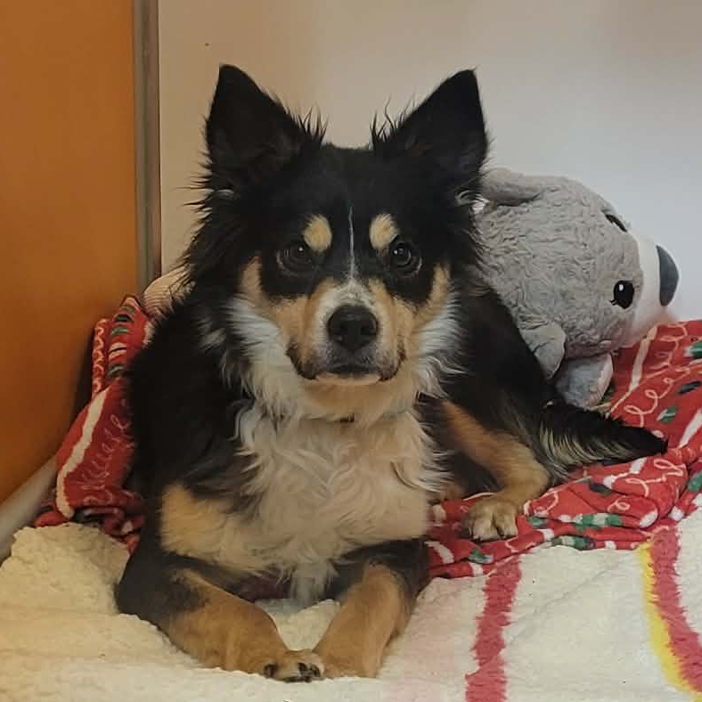 Hello my name is Beignet