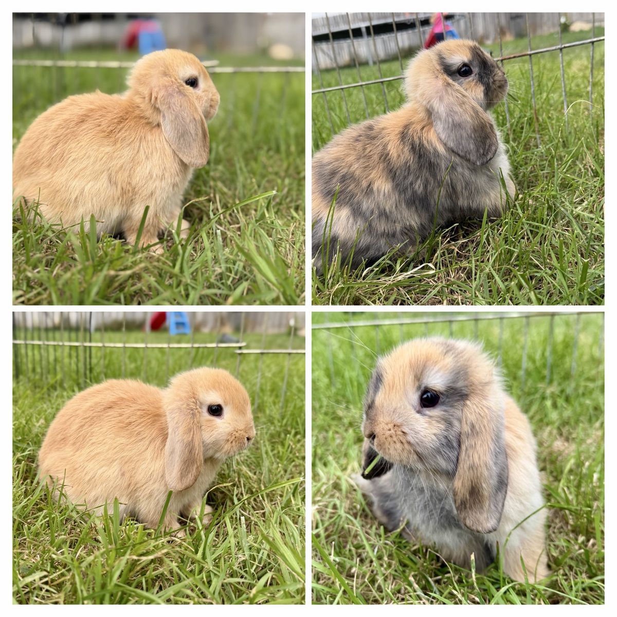 Purebred Holland Lops
