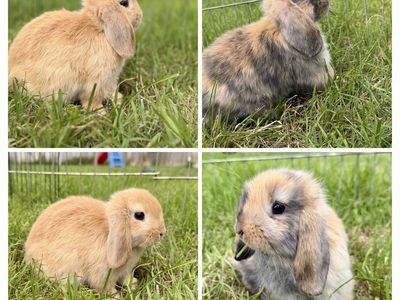 Purebred Holland Lops