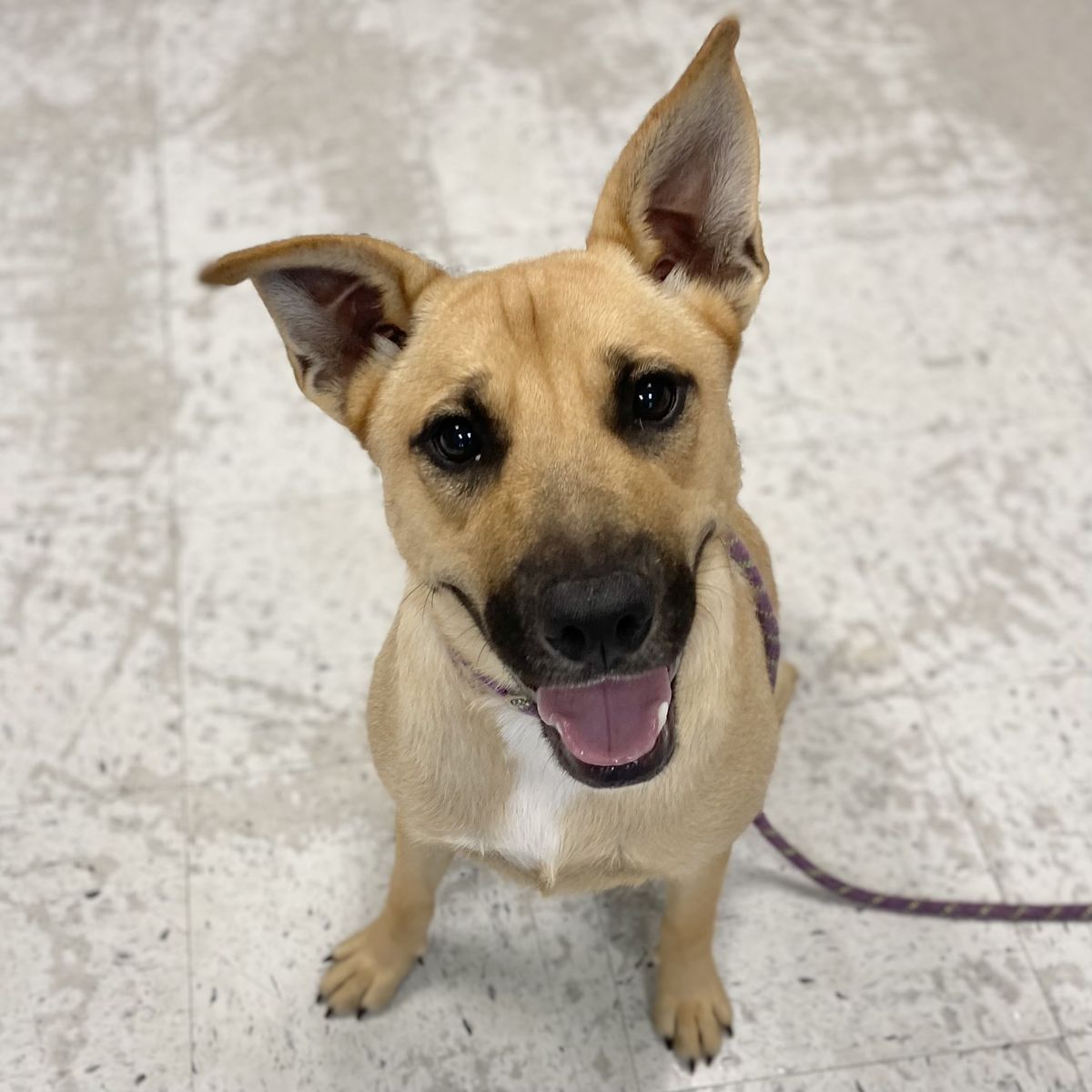 A164423 Taika, Available for Adoption