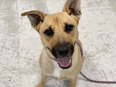 A164423 Taika, Available for Adoption