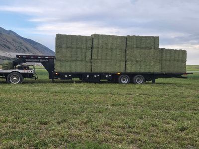 Beautiful 21 bale bundles Alfalfa small bales (Delivery available) 65 pounds per bale avg