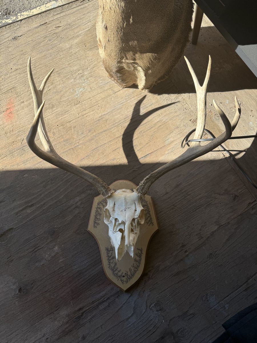 Deer Mount