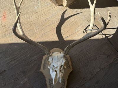 Deer Mount