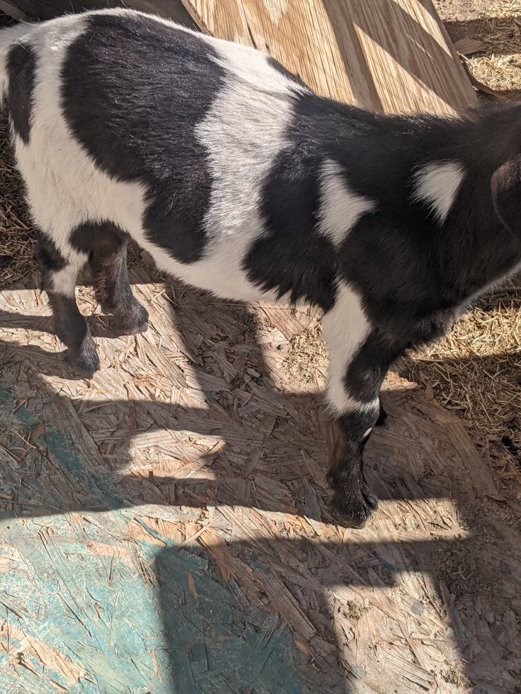 Intact Boer mix bucking