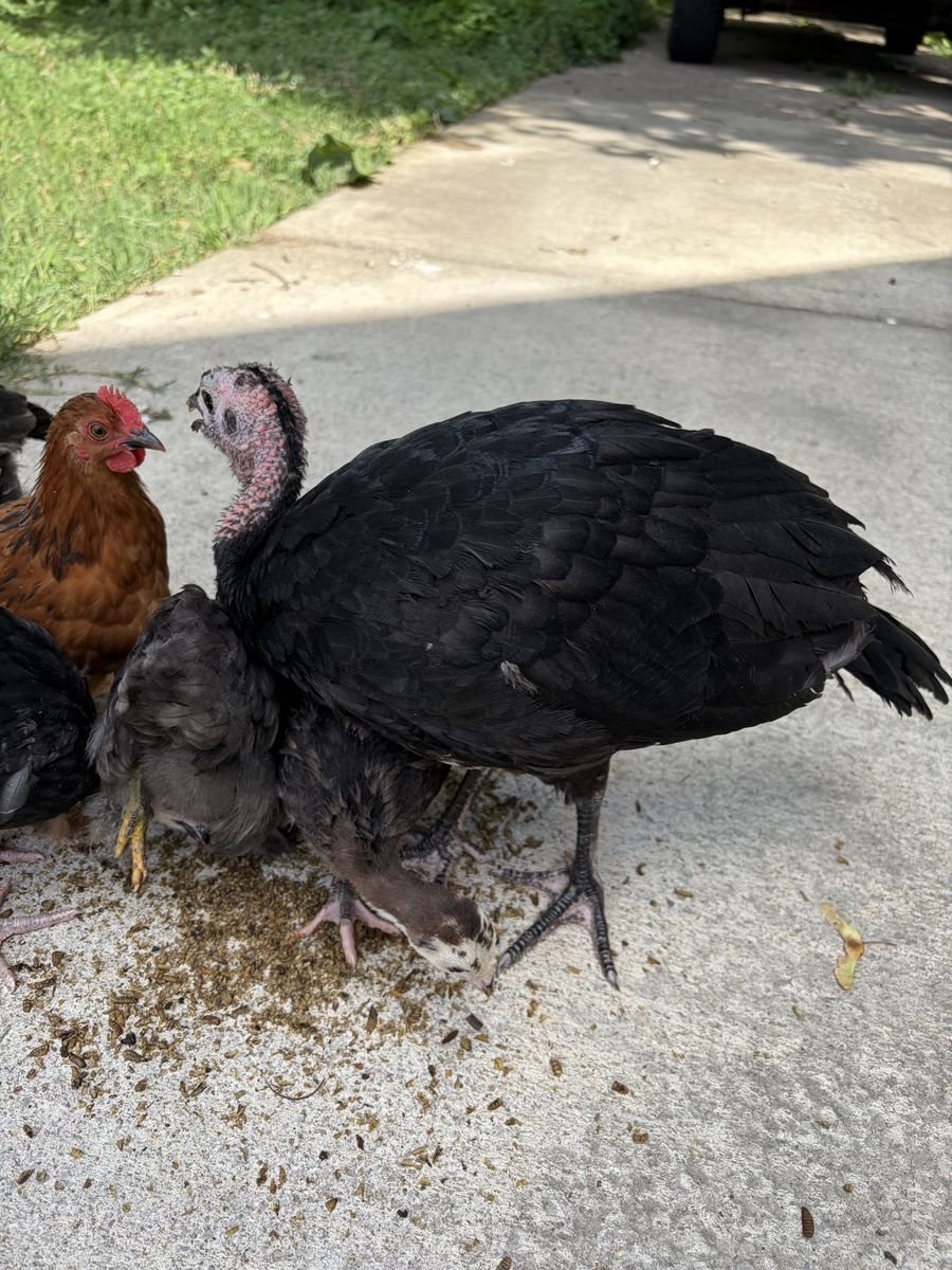 Young Black Heritage Turkey (male)