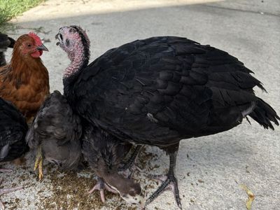 Young Black Heritage Turkey (male)