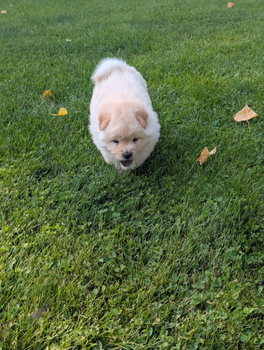 Chow Chow Puppies