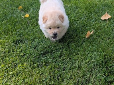 Chow Chow Puppies