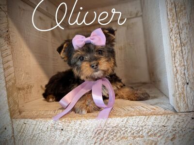 Adorable Yorkie puppies