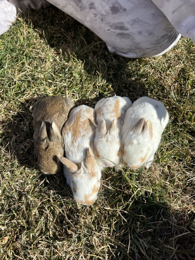 Bunnies For Sale