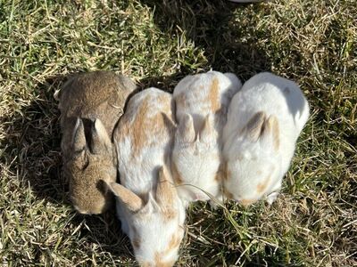 Bunnies For Sale