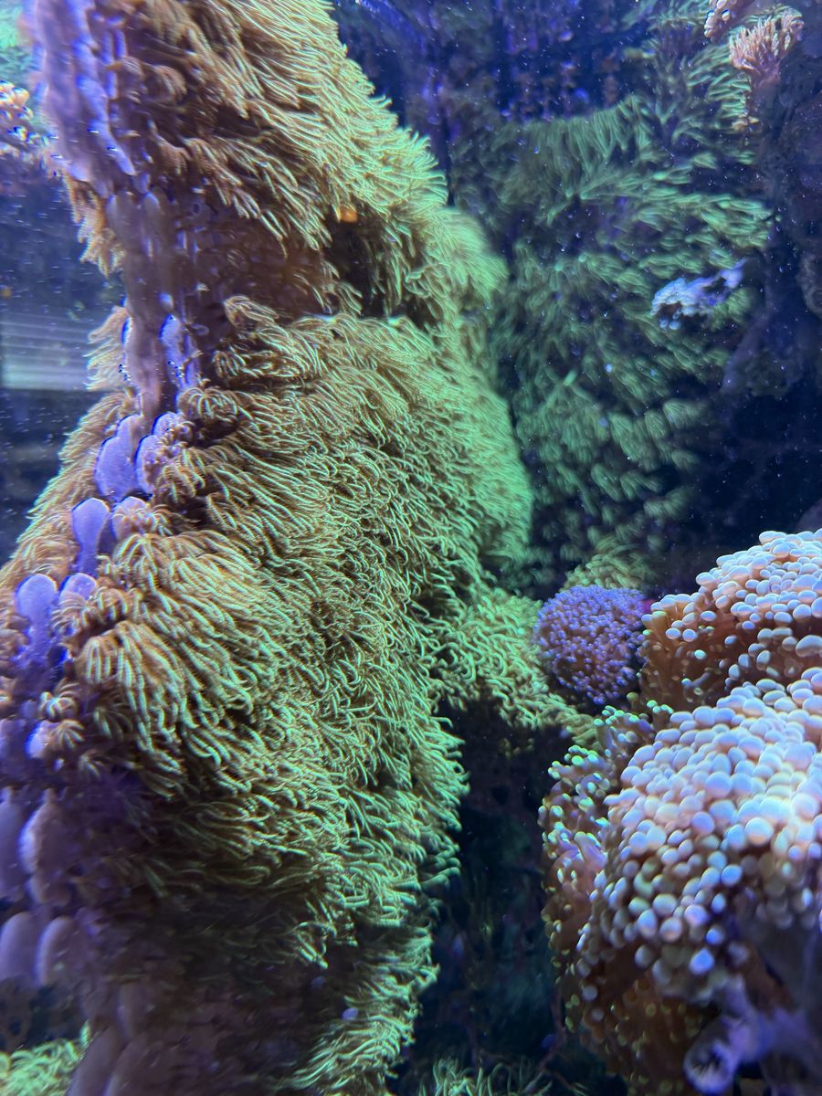 Green star polyp