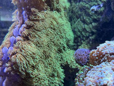 Green star polyp