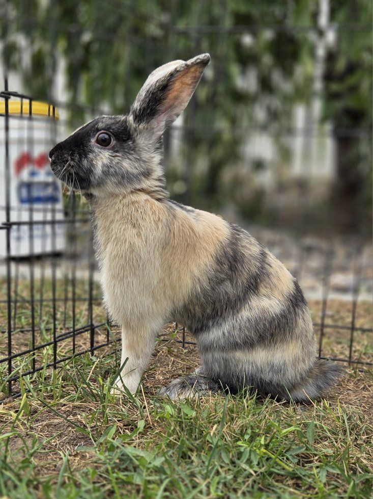 Japanese Harlequin Bunny Rabbit Junior