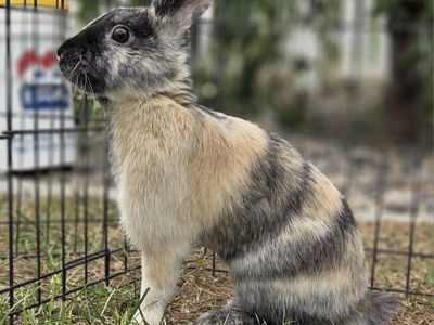 Japanese Harlequin Bunny Rabbit Junior