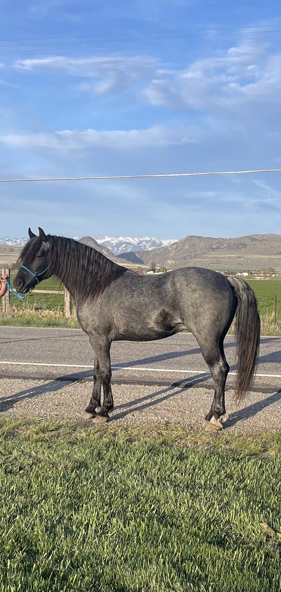 Harley's Yankee General Missouri Fox Trotter/Foxtrotter Stallion