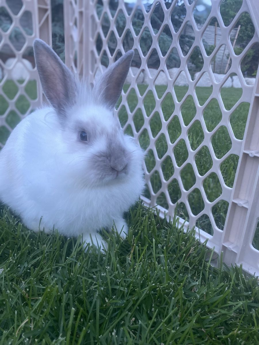 Adorable Fluffy White Rabbit - Friendly Pet