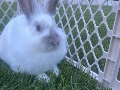 Adorable Fluffy White Rabbit - Friendly Pet