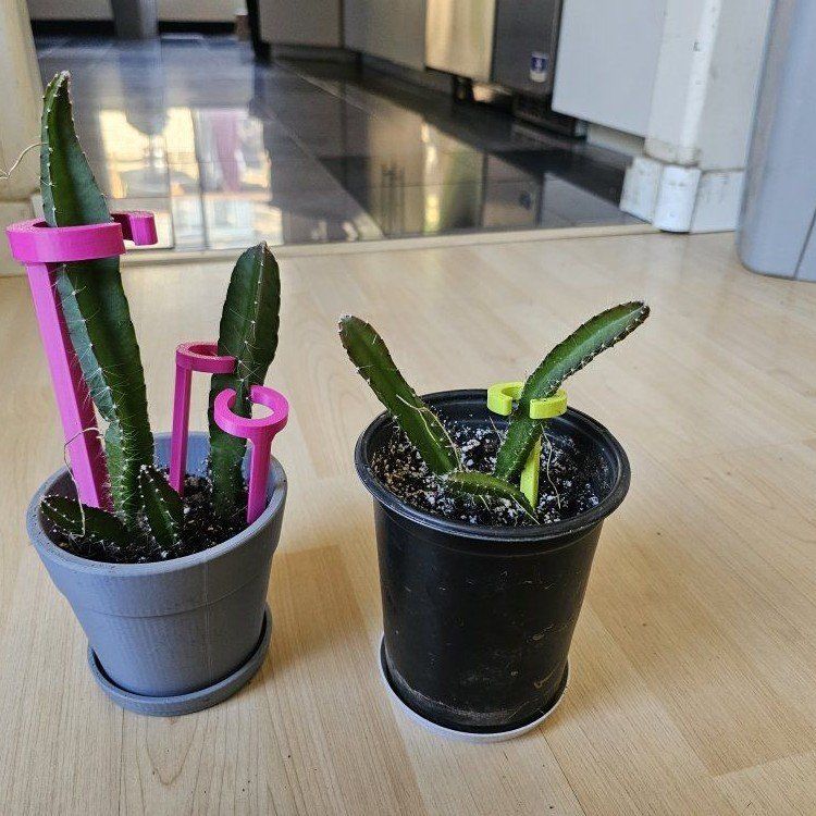 Dragonfruit Cactus