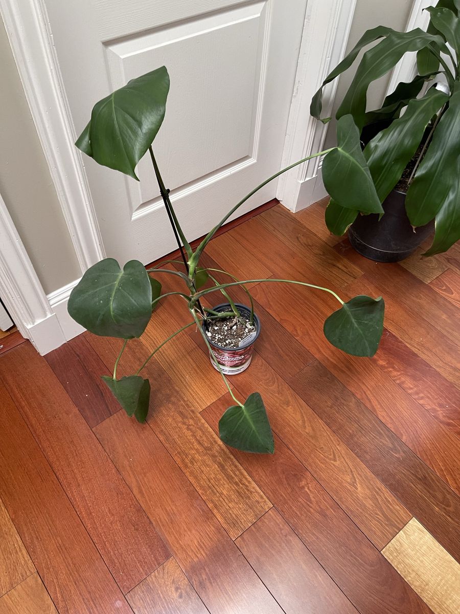 BEAUTIFUL HEALTHY MONSTERA PLANT.
