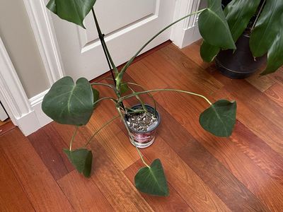 BEAUTIFUL HEALTHY MONSTERA PLANT.