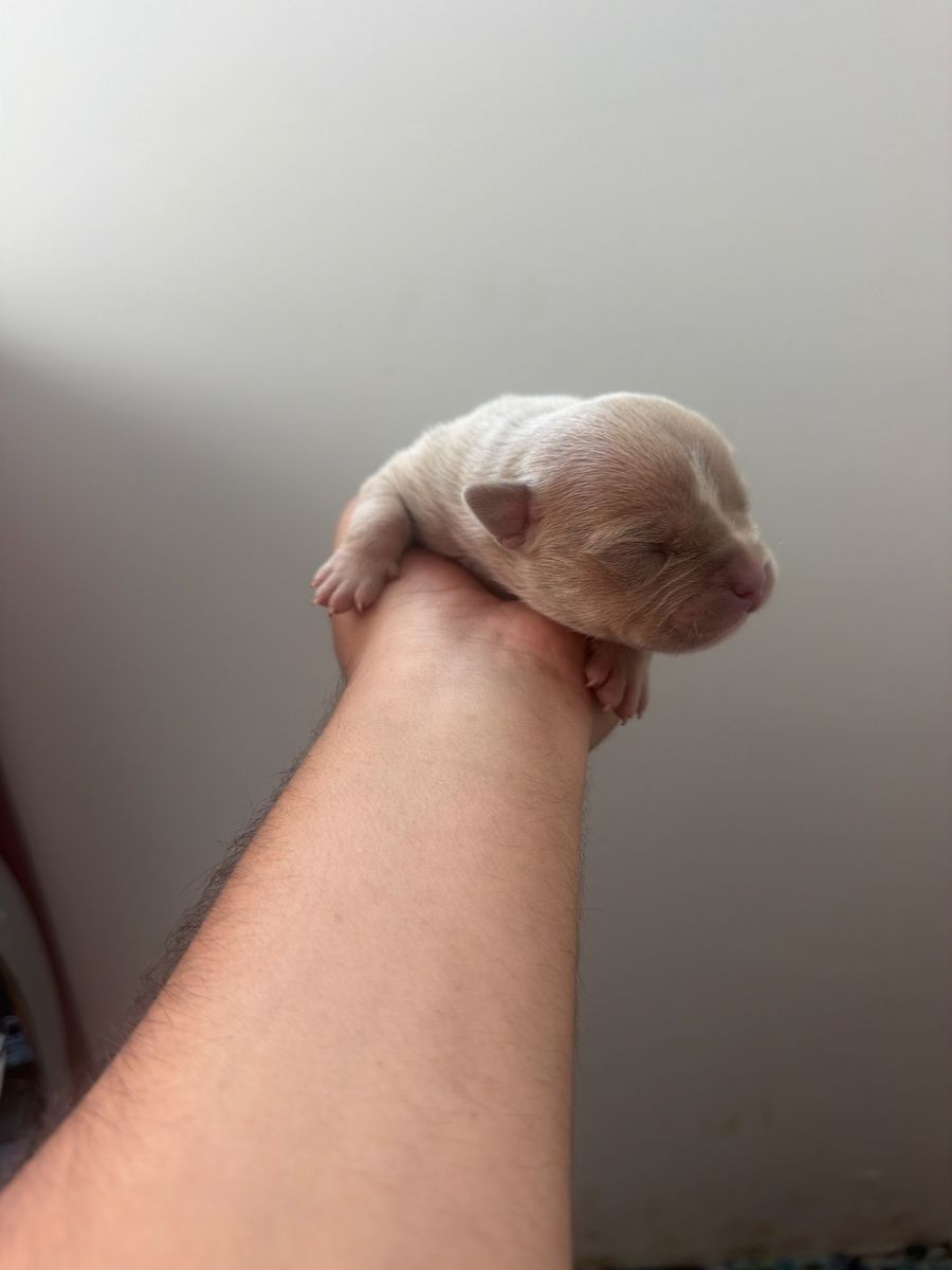 Pit Bull / Frenchie Mix Puppies - Available September