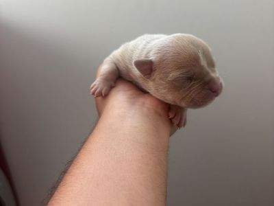 Pit Bull / Frenchie Mix Puppies - Available September
