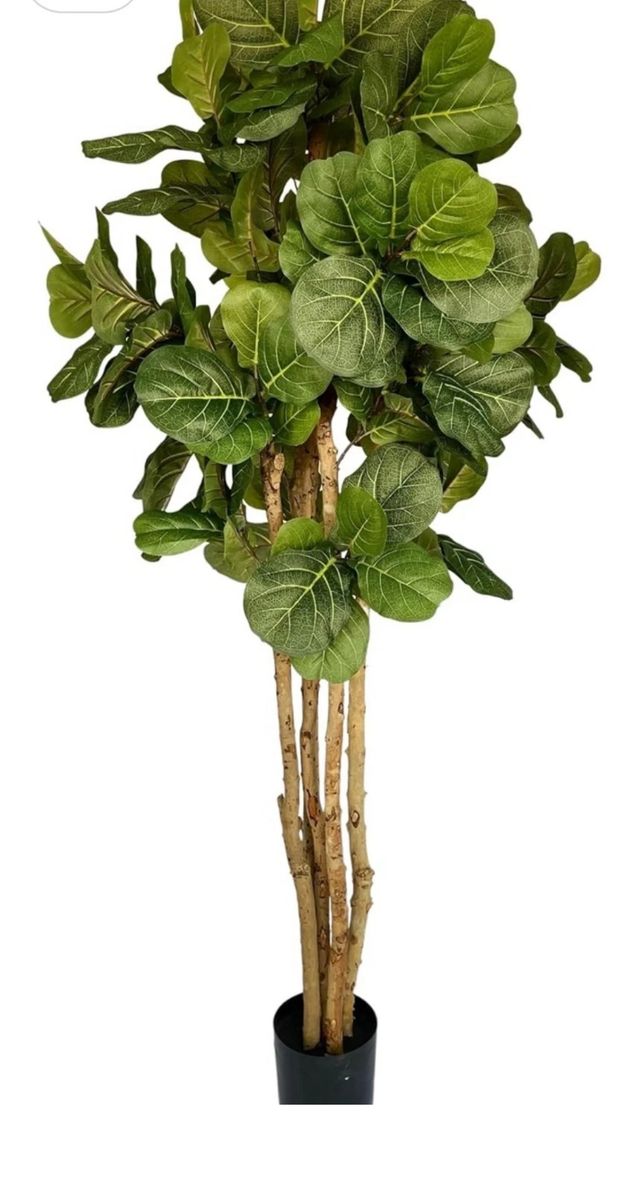 New. Beautiful Silk Tree