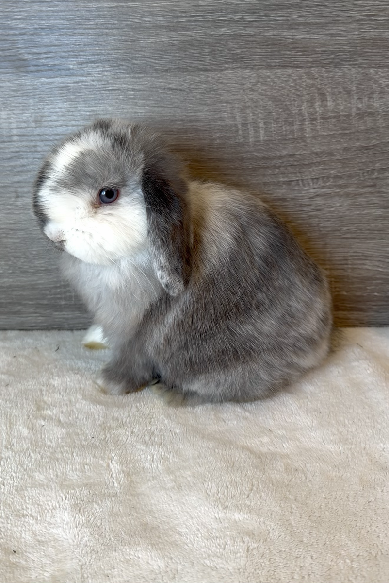 Gorgeous Holland Lop Doe