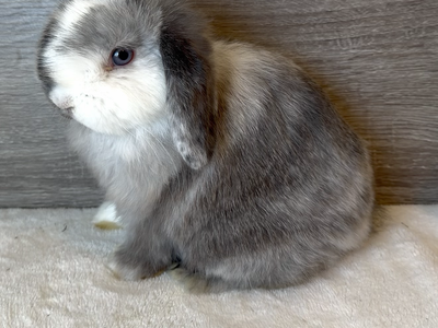 Gorgeous Holland Lop Doe